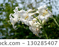 White lily 130285407