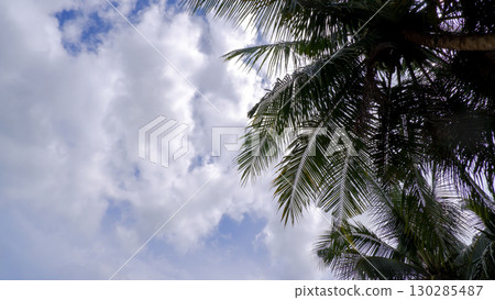 Coconut Palm Tree Leaves with Cloudy Sky Background 130285487