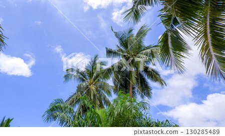 Tall Coconut Palm Trees with Green Leaves Against Blue Sky 130285489