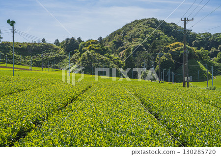 掛川市（靜岡縣）茶園風景 130285720