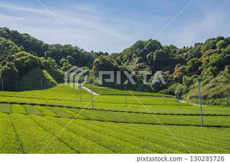 Scenery of tea fields in Kakegawa City (Shizuoka Prefecture) Scenery of tea fields in Kakegawa City (Shizuoka Prefecture) 130285726