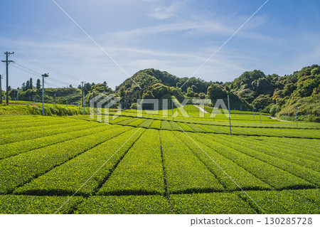 Scenery of tea fields in Kakegawa City (Shizuoka Prefecture) Scenery of tea fields in Kakegawa City (Shizuoka Prefecture) 130285728