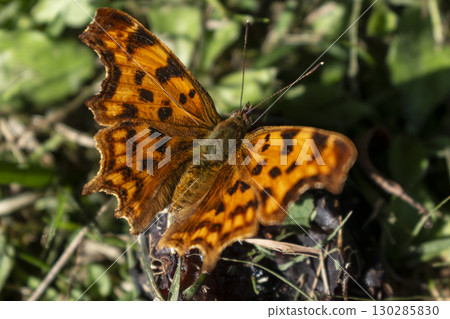 Polygonia c album butterfly, robert the devil, bright orange wings with black spots and a cut out outline, gamma vanessa 130285830