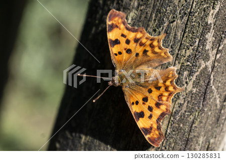 Polygonia c album butterfly, robert the devil, bright orange wings with black spots and a cut out outline, gamma vanessa 130285831