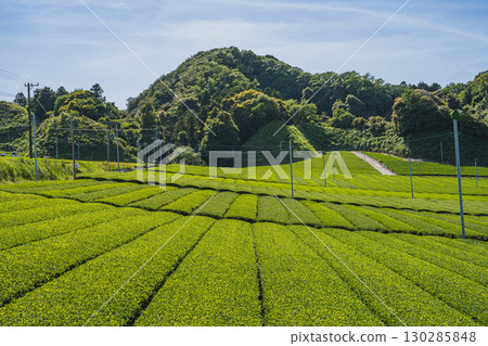 掛川市（靜岡縣）茶園風景 130285848