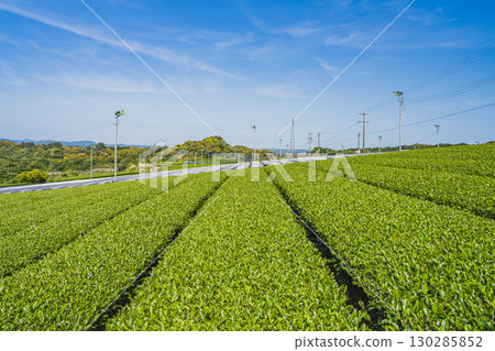 掛川市(靜岡縣)茶園風景 掛川市(靜岡縣)茶園風景 130285852