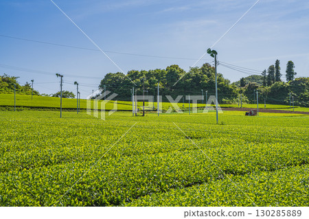 掛川市（靜岡縣）茶園風景 130285889