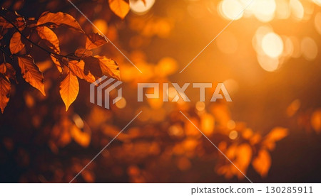 Autumn leaves shining in the setting sun Autumn leaves shining in the setting sun 130285911