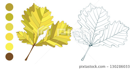 Hand-drawn yellow autumn colored oak leaves branch and fall color palette isolated on white background. Flat and line style illustration.  130286033
