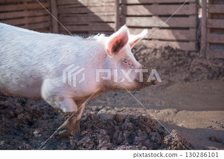 pig in a pigsty 130286101