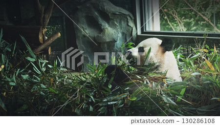 Giant Panda Eat Bamboo Leaves Side View. Bear Or Simply, Is Bear Species Endemic To China. Panda Diplomacy. National Symbol Of China, Personifying Sincerity, Friendliness, Tolerance And Kindness 130286108
