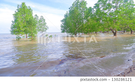 Mangrove Trees Growing in Shallow Tropical Seawater 130286121