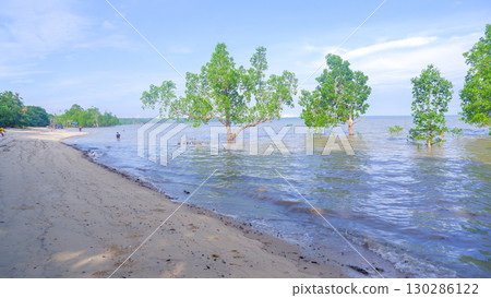 Tropical Beach with Mangrove Trees Growing in Shallow Seawater Tropical Beach with Mangrove Trees Growing in Shallow Seawater 130286122