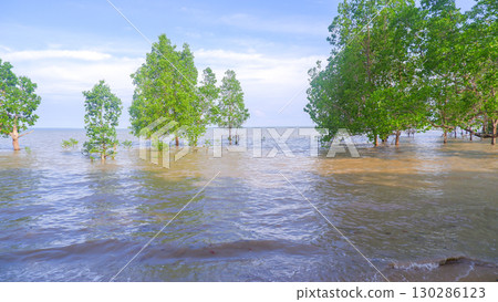 Mangrove Forest Trees Growing in Seawater on Tropical Coastline 130286123