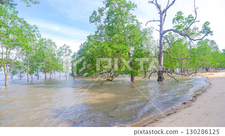 Mangrove Trees Growing in Seawater Along Sandy Tropical Beach Mangrove Trees Growing in Seawater Along Sandy Tropical Beach 130286125