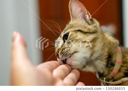 tabby cat wearing a collar licking tabby cat wearing a collar licking 130286833