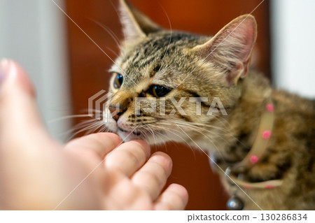 tabby cat wearing a collar licking tabby cat wearing a collar licking 130286834