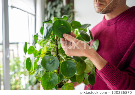 Focused man florist examing of Pilea peperomioides houseplant, inspects leaves for dust, taking care Focused man florist examing of Pilea peperomioides houseplant, inspects leaves for dust, taking care 130286870