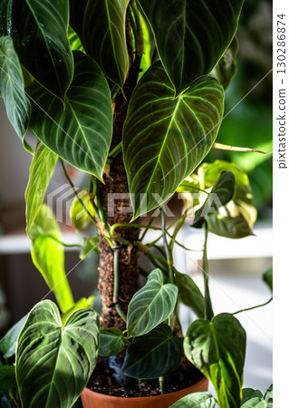 Philodendron plant support homemade sphagnum moss pole and plastic fine-mesh garden netting at home Philodendron plant support homemade sphagnum moss pole and plastic fine-mesh garden netting at home 130286874