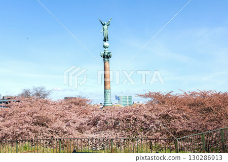 Cherry Blossom in Langelinie park on a beautiful spring day. Sakura festival in Copenhagen Cherry Blossom in Langelinie park on a beautiful spring day. Sakura festival in Copenhagen 130286913
