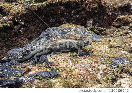 Marine iguana on rocks at Puerto Villamil beach, Galapagos, Ecuador 130286942