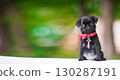 Cute puppy pug dog, black color sits on the background of nature in a red collar, empty space banner. Concept of veterinary medicine, pet care and advertising. 130287191
