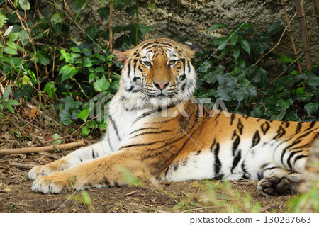 老虎坐在叢林裡 130287663