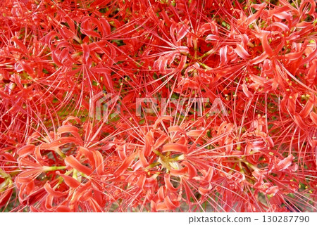 紅蜘蛛百合 紅蜘蛛百合 130287790