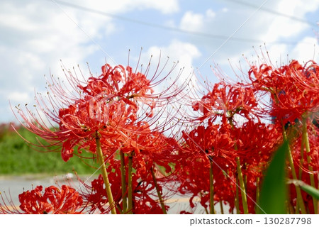 在藍天中閃耀的簇狀孤挺花 130287798