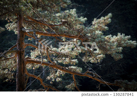 Sunlit trees along Sentier Pont d'Espagne hiking path in the Pyrenees mountains showcase nature's Sunlit trees along Sentier Pont d'Espagne hiking path in the Pyrenees mountains showcase nature's 130287841