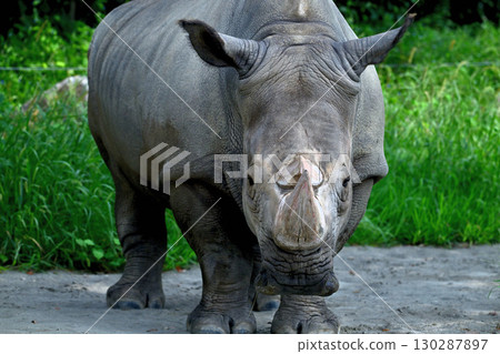 黑玫瑰 黑玫瑰 130287897