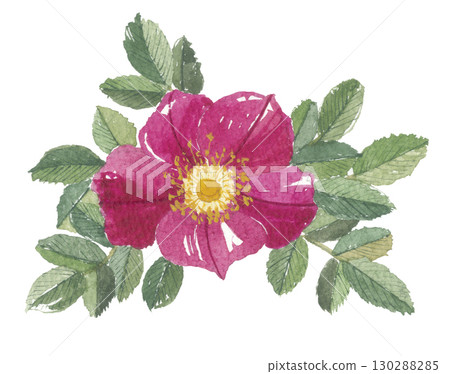 Watercolor painting of Hamanasu (Japanese sea bass) 130288285