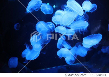 Jellyfish floating in the water tank 130288401