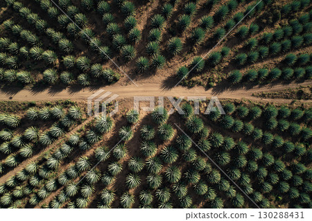 Agave plantation. View from above of a large agave plantation and a path in the middle. Mexican agave 130288431
