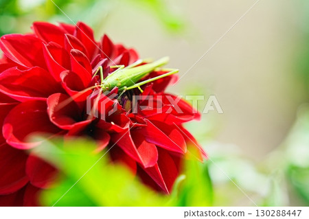 A grasshopper resting on a red dahlia A grasshopper resting on a red dahlia 130288447