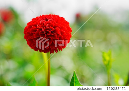 紅色大麗花 130288451
