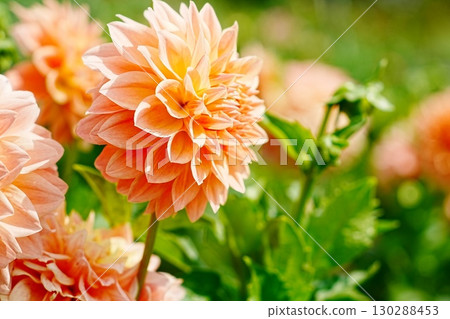 開花的橙色大麗花花 130288453