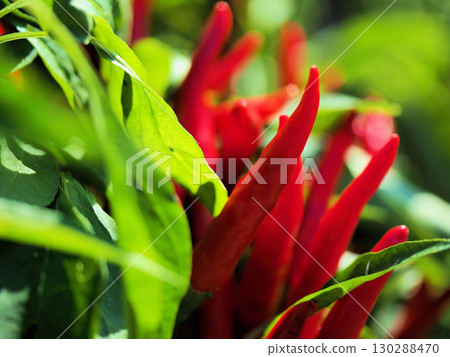 紅辣椒在八月的酷暑中成熟 紅辣椒在八月的酷暑中成熟 130288470