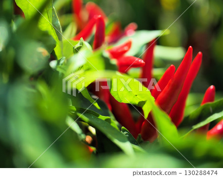 Red chili peppers (capsicum) ripening in the scorching heat of August 130288474