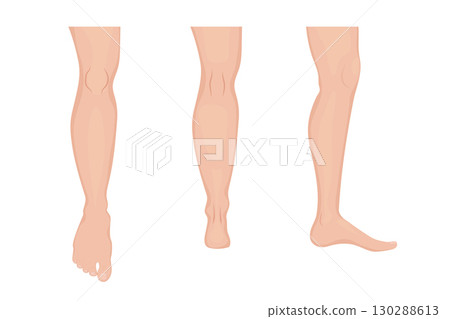 Human legs showing front, back and side views 130288613