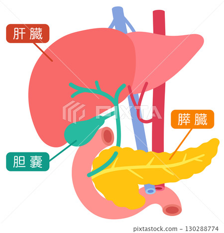 肝臟、膽囊、胰臟、十二指腸、器官結構 肝臟、膽囊、胰臟、十二指腸、器官結構 130288774