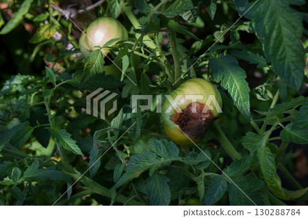 Unripe tomatoes with signs of disease on the bush. 130288784