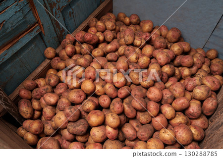 A warehouse of freshly harvested potatoes in the village. A good harvest. A warehouse of freshly harvested potatoes in the village. A good harvest. 130288785