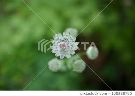 The glass-like Astrantia flower has the meanings of "wish upon a star," "intelligence," and "thirst for love." The glass-like Astrantia flower has the meanings of "wish upon a star," "intelligence," and "thirst for love." 130288790