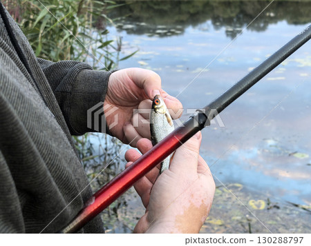 A fisherman holds a fish in his hands. Fishing with a fishing rod. Body of water in nature: lake, river. Hands with vitiligo spots A fisherman holds a fish in his hands. Fishing with a fishing rod. Body of water in nature: lake, river. Hands with vitiligo spots 130288797