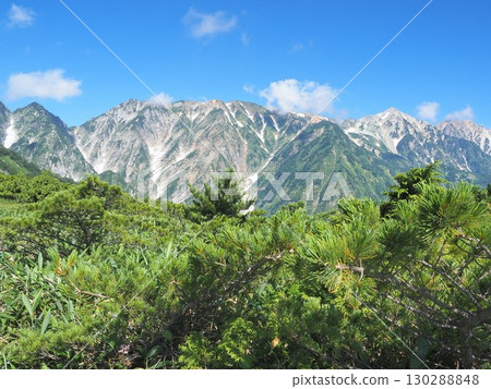 Nagano Prefecture, Hakuba mountain range seen through the Pumila pines from Happo-one ridge, August 130288848
