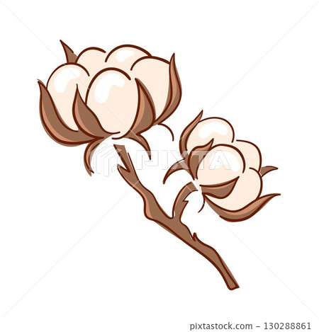 Ripe cotton boll opened seed in flat style. Ripe cotton boll opened seed in flat style. 130288861