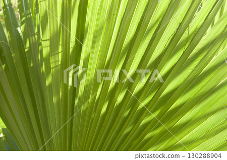 A green palm leaf background. A tropical leaf close-up. A big palm leaf texture with shadows. A green palm leaf background. A tropical leaf close-up. A big palm leaf texture with shadows. 130288904