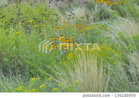 Coreopsis is a genus of flowering plants in the family Asteraceae. Common names include calliopsis and tickseed, a name shared with various other plants. The concept of a summer grassland and 130288950