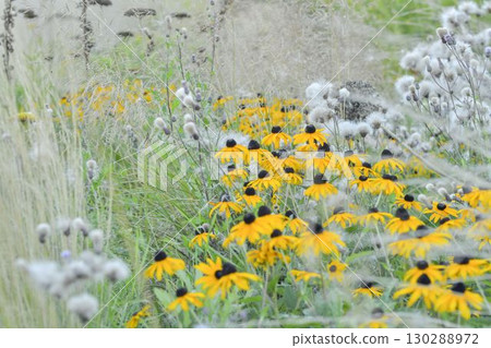 Rudbeckia hirta, commonly called black-eyed Susan and yellow coneflower, is a North American flowering plant in the family Asteraceae. It grows to 1 metre tall with daisy-like yellow flower heads Rudbeckia hirta, commonly called black-eyed Susan and yellow coneflower, is a North American flowering plant in the family Asteraceae. It grows to 1 metre tall with daisy-like yellow flower heads 130288972